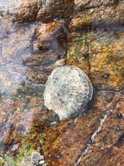 Haliotis midae