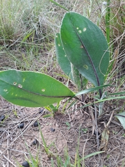 Gerbera piloselloides