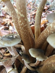 Armillaria mellea