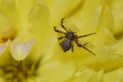 Philodromus