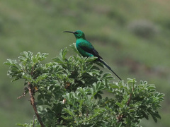Nectarinia famosa