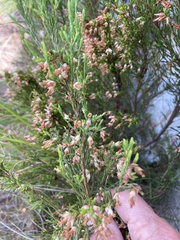 Erica lutea
