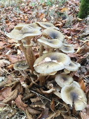 Armillaria mellea