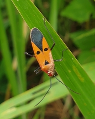 Dysdercus cingulatus