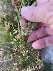 Erica lutea