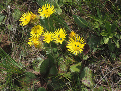 Berkheya rhapontica