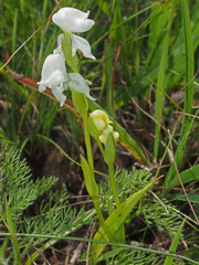 Disperis wealei
