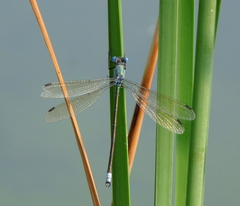 Lestes eurinus