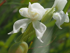 Disperis wealei