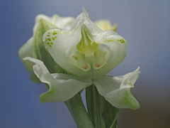Disperis wealei