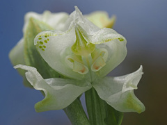 Disperis wealei