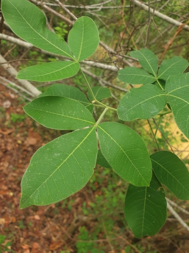 Searsia longipes image