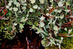 Cladonia digitata