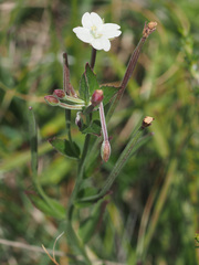 Epilobium salignum