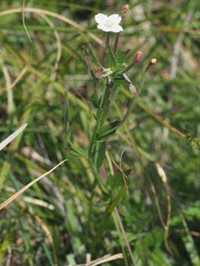 Epilobium salignum
