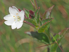 Epilobium salignum
