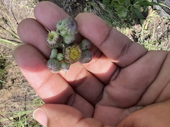 Erigeron primulifolius