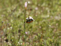 Astylus trifasciatus
