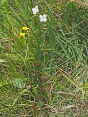 Epilobium salignum