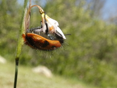 Astylus trifasciatus