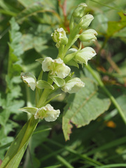 Pterygodium hastatum