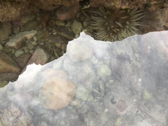 Anthopleura michaelseni