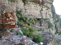 Arthroleptella lightfooti