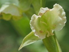 Pterygodium hastatum