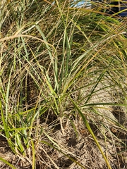 Poaceae