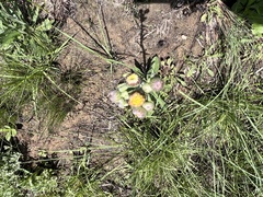 Erigeron primulifolius