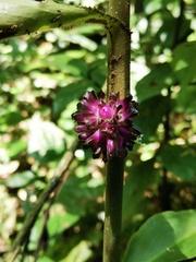 Amischotolype hispida