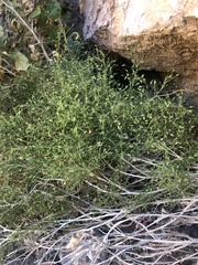 Pleurocoronis pluriseta