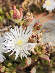 Aizoaceae
