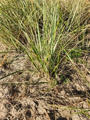Poaceae