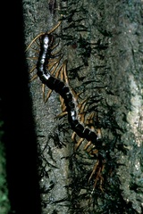 Scolopendra