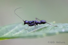 Odontomantis