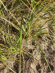 Poaceae