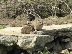 Procavia capensis capensis