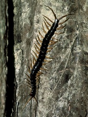Scolopendra