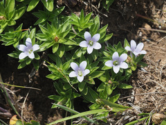 Craterocapsa tarsodes