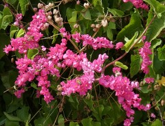 Antigonon leptopus