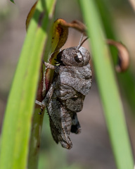 Psophus stridulus