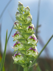 Disperis renibractea