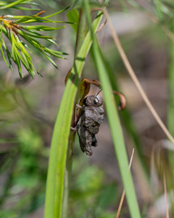 Psophus stridulus