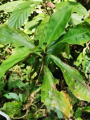 Amischotolype hispida
