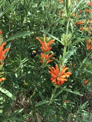 Leonotis leonurus