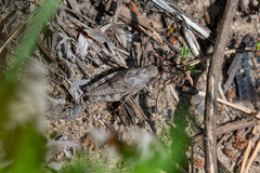 Psophus stridulus