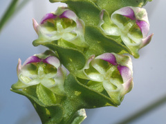 Disperis renibractea