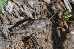 Psophus stridulus