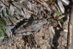 Psophus stridulus